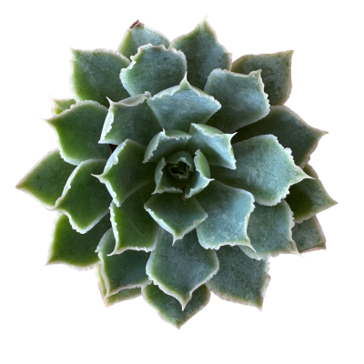 Echeveria Simulans Laguna Sanchez