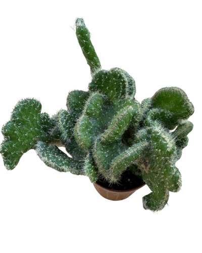 Opuntia Tuna Crestata