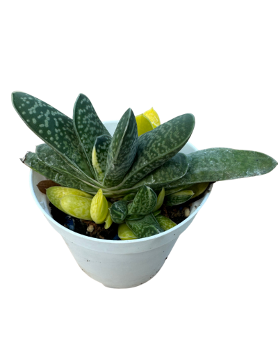Gasteria Gracilis Variegata