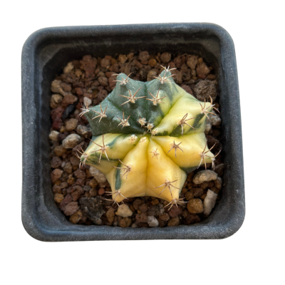 Gymnocalycium Variegata