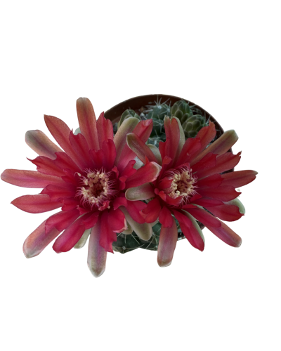 Gymnocalycium Baldanium