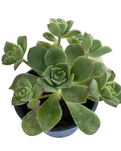 Aeonium Haworthii