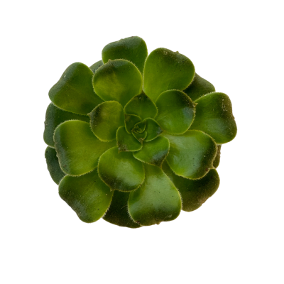 Aeonium Pseudotabuliforme