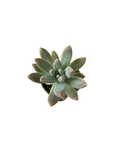 Graptopetalum Francesco Baldi