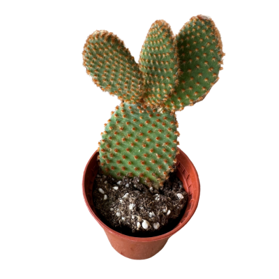Opuntia Microdasys Tavşan Kulağı Kahverengi