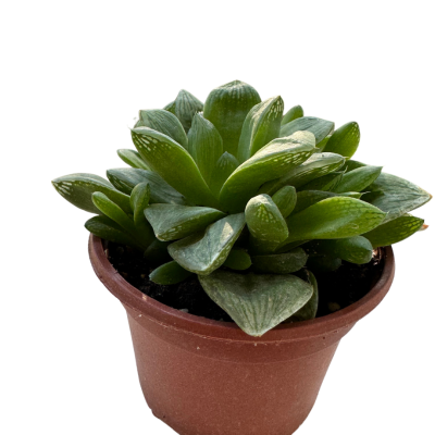 Haworthia Cymbiformis