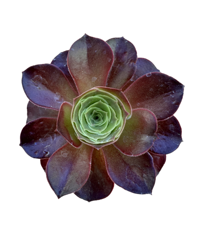 Aeonium Semponium