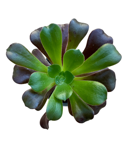 Aeonium Cylops