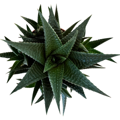 Haworthia Limifolia
