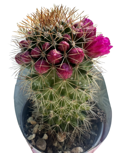 Mammillaria Spinosissima
