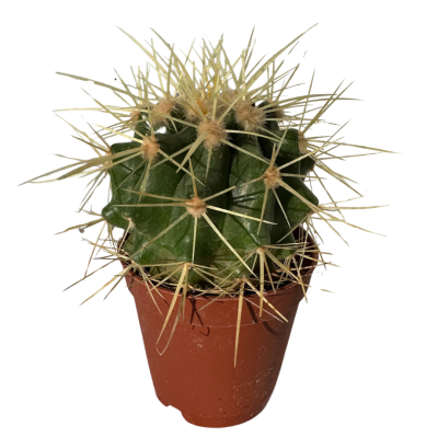 Echinocactus Grusonii