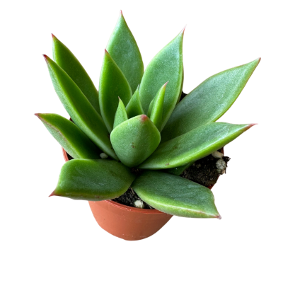 Echeveria Agovaides