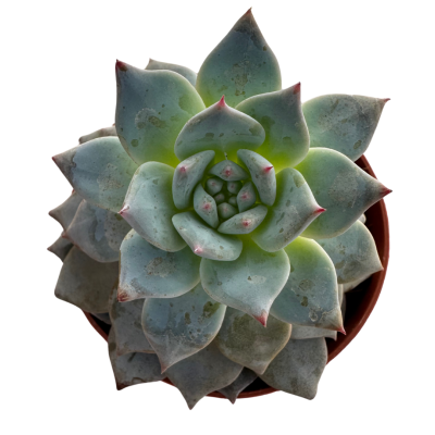 Echeveria Blue Bride