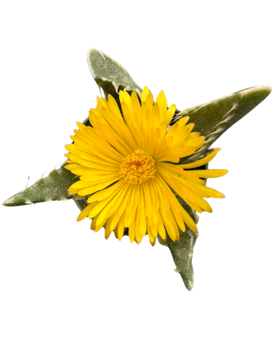 Faucaria Tigrina