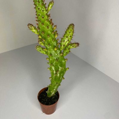 Opintia Monacantha Variegata