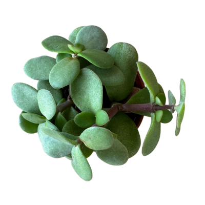 Crassula Ovata-Şans ve Para Bitkisi