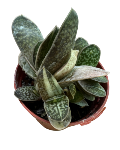 Gasteria Gracilis Variegata