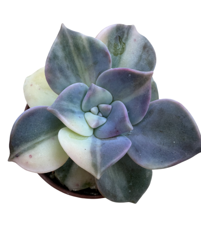Echeveria Purple Delight Variegata