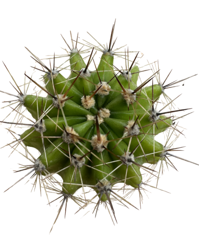 Echinocereus Coccineus