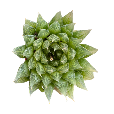 Haworthia Cooperi Baker