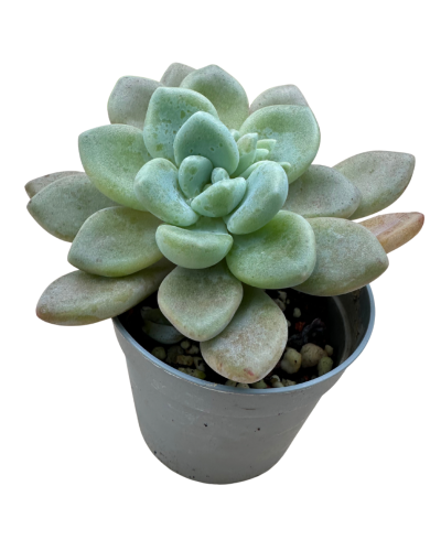 P.Lasi