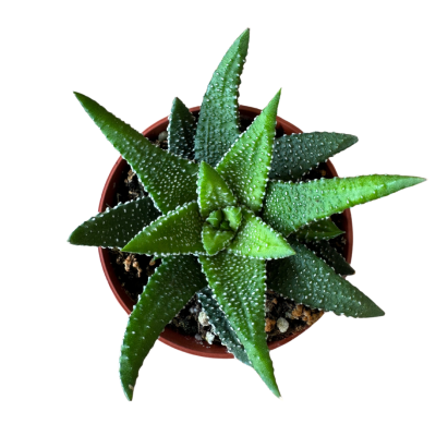 Haworthia Attenuata Enon