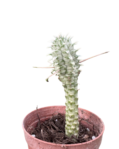 Euphorbia Mammillaris Variegata