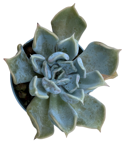 Echeveria Thriller Pearl