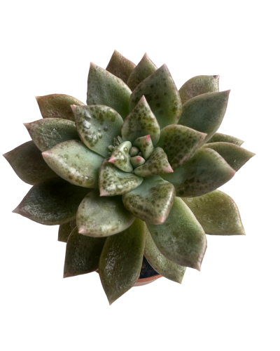 Echeveria Arze