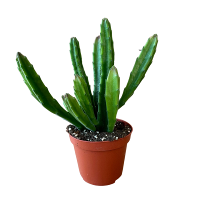 Stapelia Ambigua Leş Kaktüs Bordo Çiçek