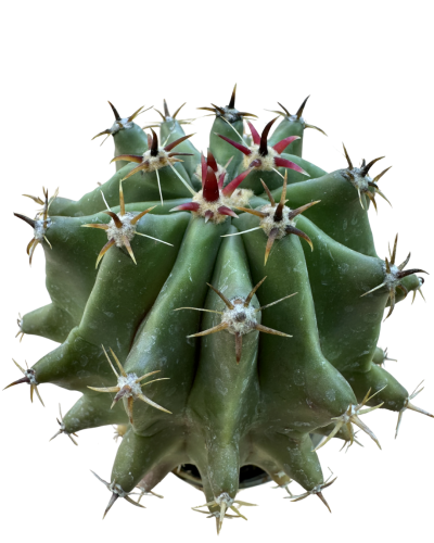 Ferocactus Horridus Brevispinus