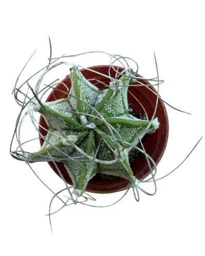 Astrophytum Capricorne