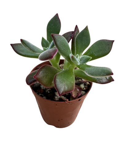 Echeveria Pulvinata Devotion