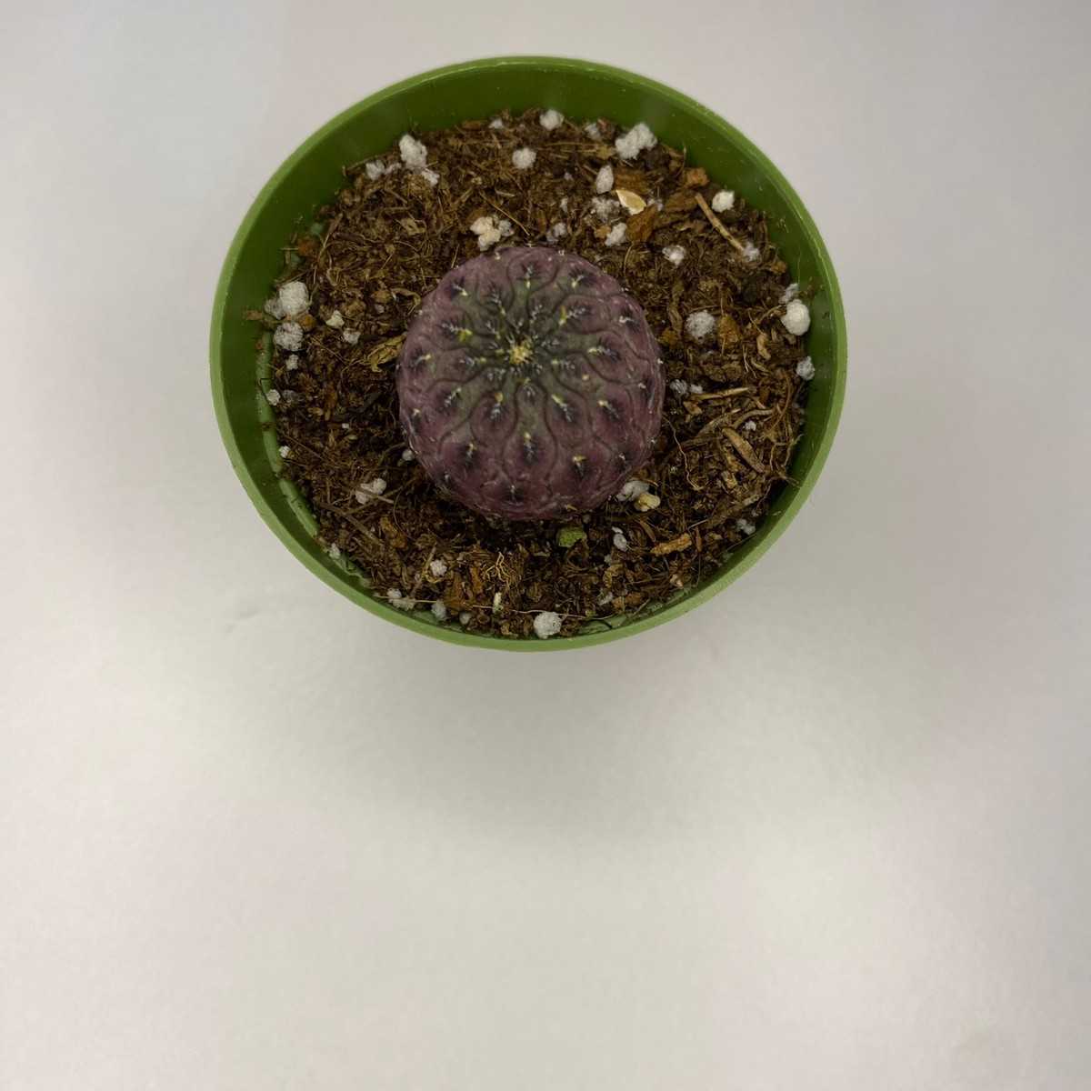 Ana Sayfa Küçük Kaktüsler Sulcorebutia Rauschii