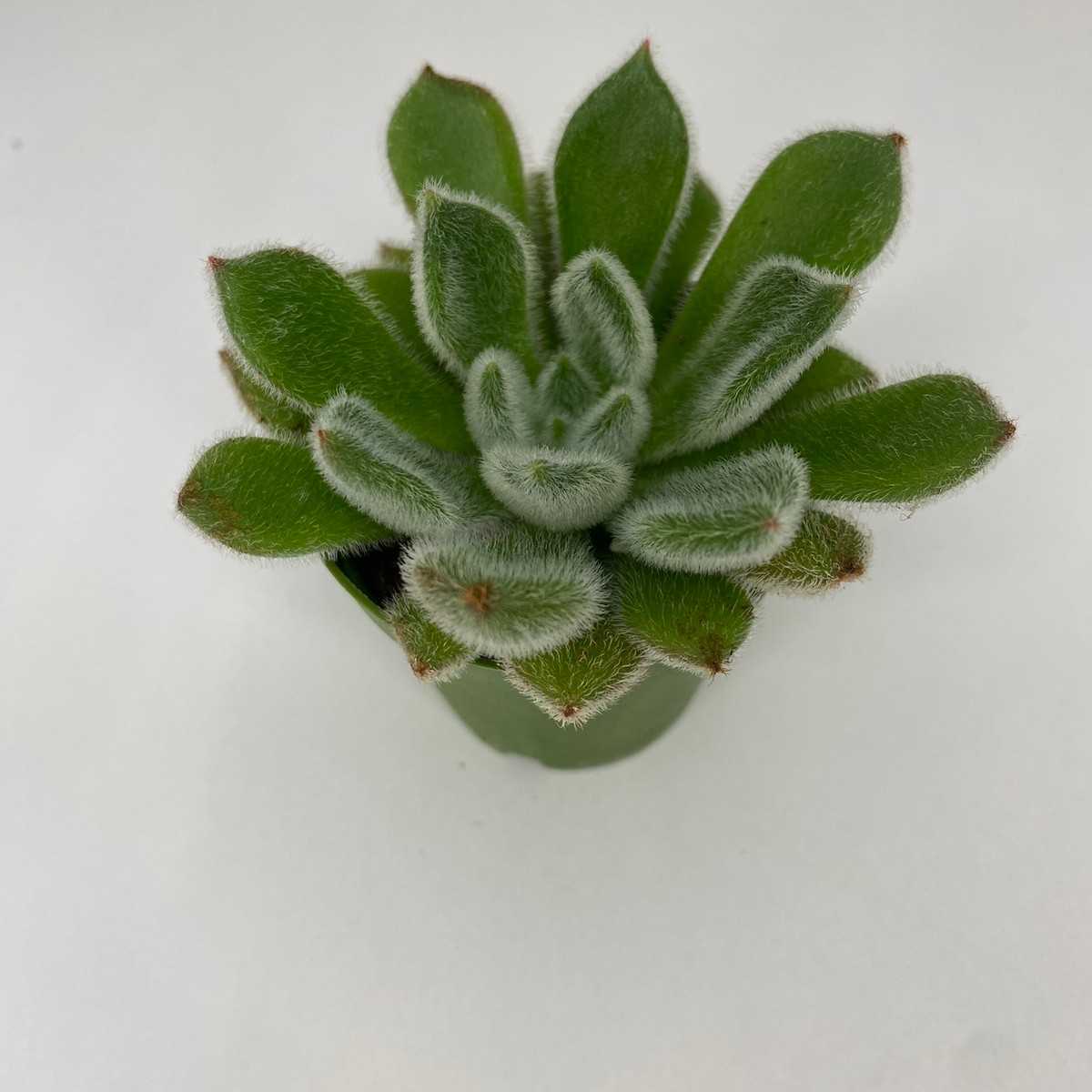 Ana Sayfa Küçük Sukulentler Echeveria Setosa